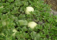 El Gobierno mejora las condiciones de las líneas de ayuda por la contingencia climática