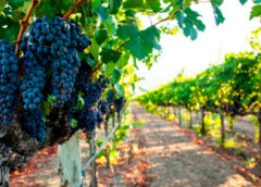 Capacitaron a productores del sector vitícola ante la llegada de las heladas