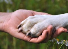 Día del Animal: por qué se celebra cada 29 de abril en la Argentina