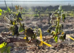 Heladas tardías: ya se registra más de 6 mil hectáreas afectadas y confirman que declararán la emergencia agropecuaria