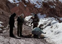 Guanacos muertos en la cordillera calingastina: «es por la falta de alimentos por nieve y los sobrevivientes están desnutridos»